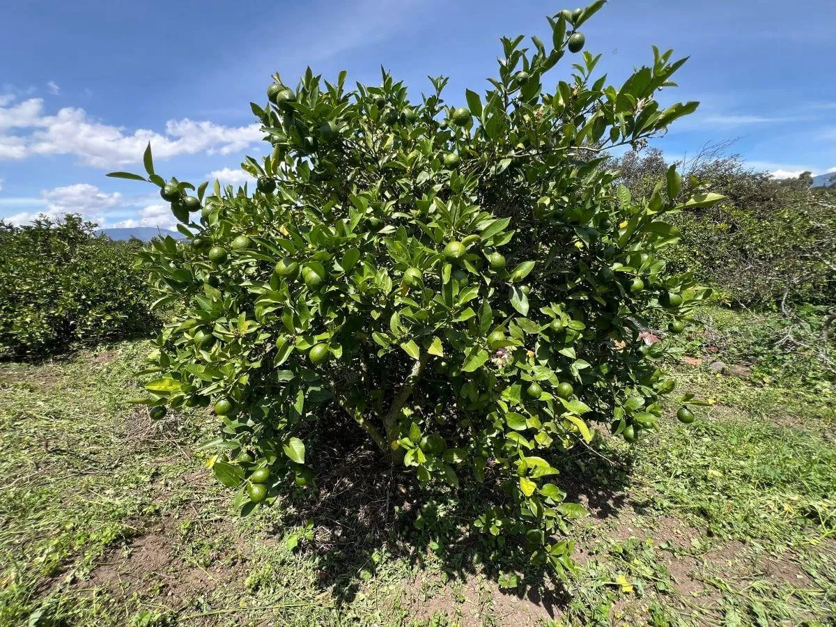 Terreno en venta en Puembo (por la Ruta Collas), Quito — foto 12 de 17