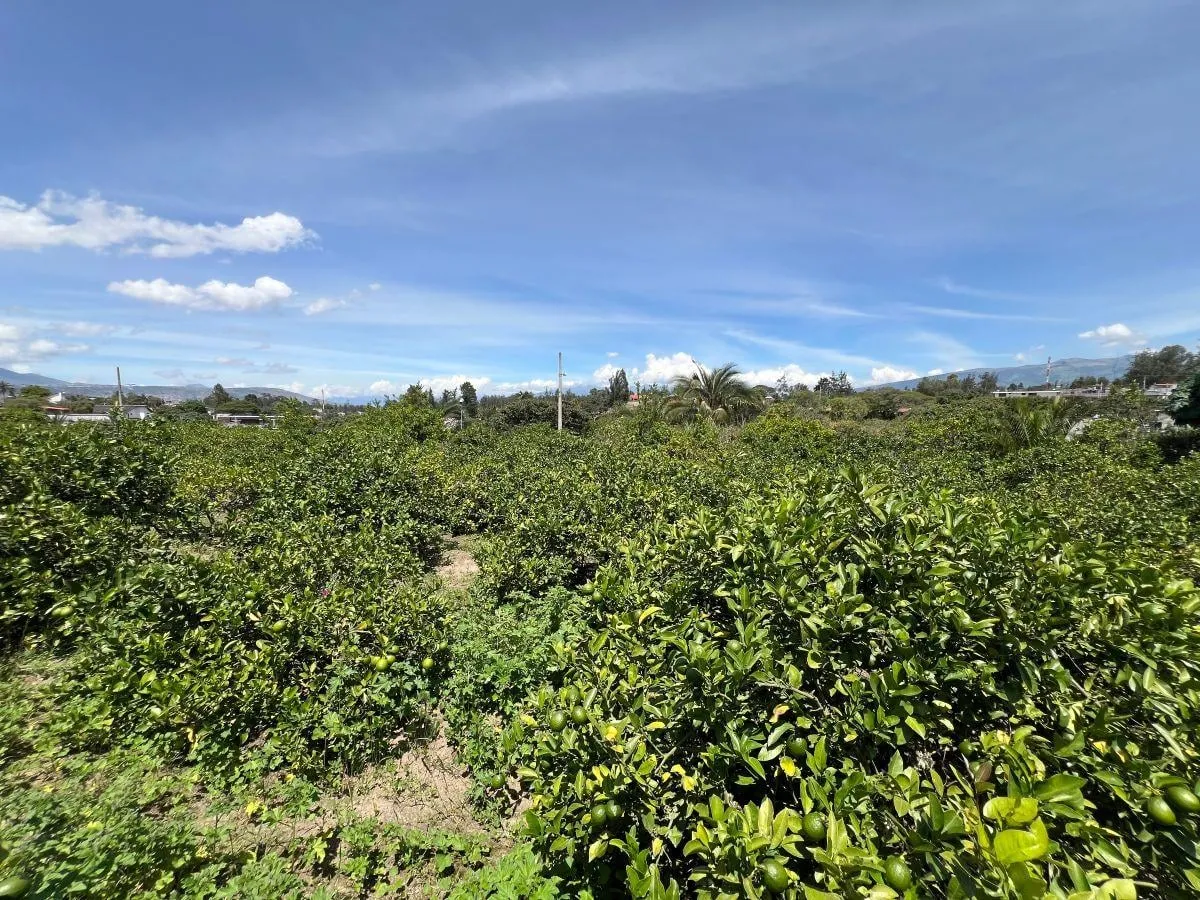 Terreno en venta en Puembo (por la Ruta Collas), Quito — foto 11 de 17